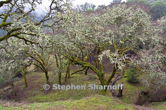 oaks with lichen 1 graphic